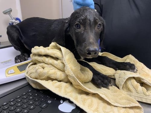 A255633 - Plott Hound available for adoption
