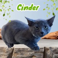 *CINDER - Photo 1