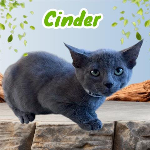 *CINDER - Domestic Medium Hair available for adoption