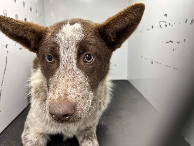 A251520 - Queensland Heeler available for adoption