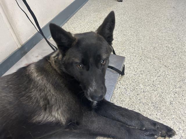 A251911 - German Shepherd Dog available for adoption