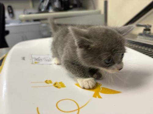 *JETT - Domestic Short Hair for adoption in Visalia