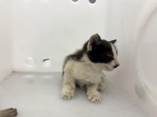 A255214 - Domestic Short Hair available for adoption