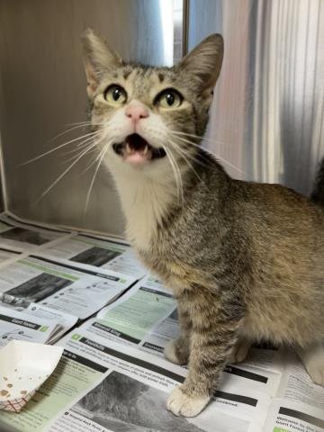 A253659 - Domestic Short Hair available for adoption