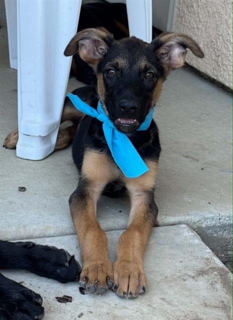*GENEVIEVE - German Shepherd Dog available for adoption