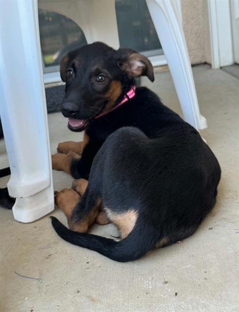 *ALLI - German Shepherd Dog available for adoption