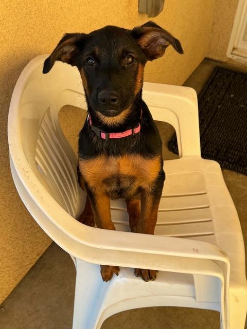 *ALLI - German Shepherd Dog available for adoption