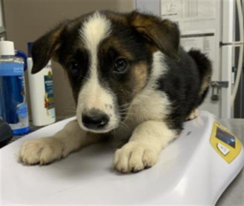A255042 - Australian Shepherd available for adoption