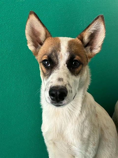 A255773 - Queensland Heeler available for adoption