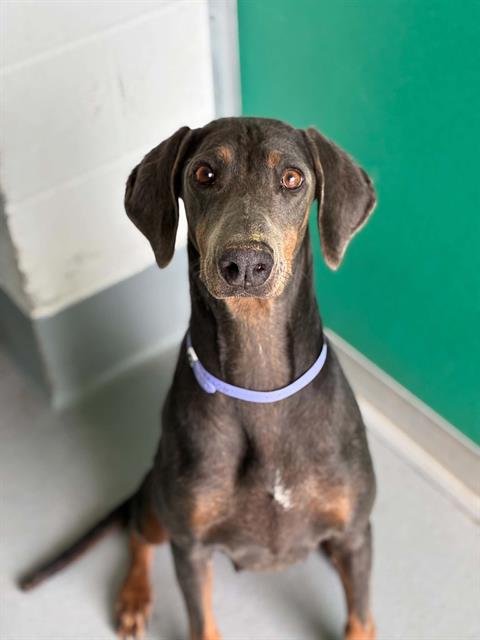 A256080 - Doberman Pinscher available for adoption