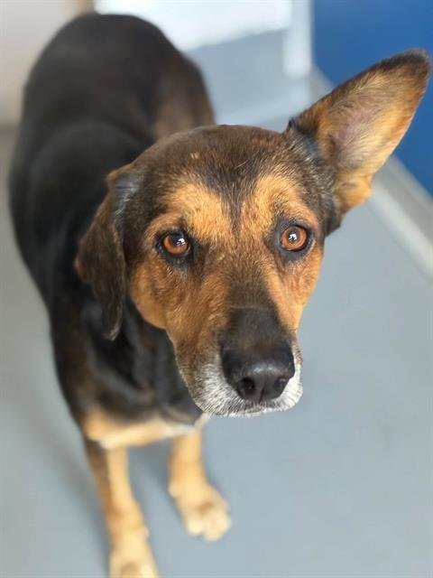 A256044 - German Shepherd Dog available for adoption