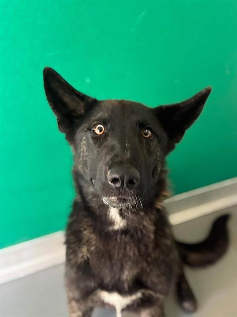 A256062 - German Shepherd Dog available for adoption
