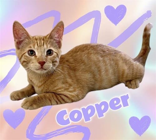 *COPPER - Domestic Short Hair available for adoption