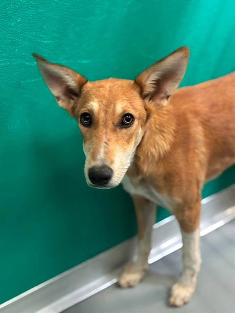 A255907 - German Shepherd Dog available for adoption