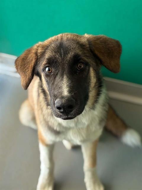 A255859 - Great Pyrenees available for adoption