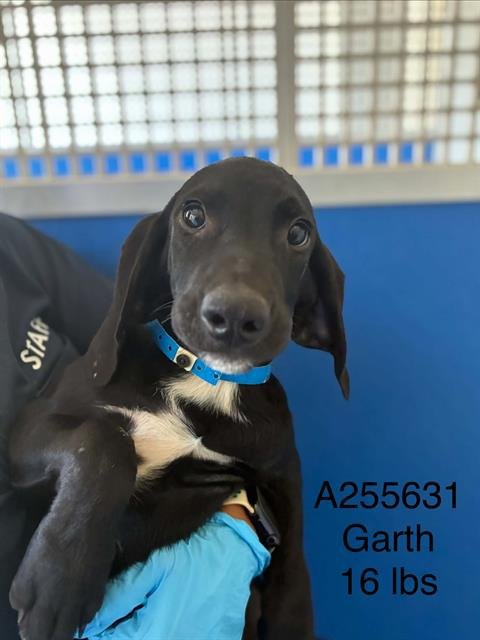 *GARTH - Plott Hound available for adoption