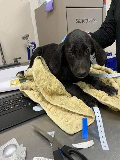 A255634 - Plott Hound available for adoption