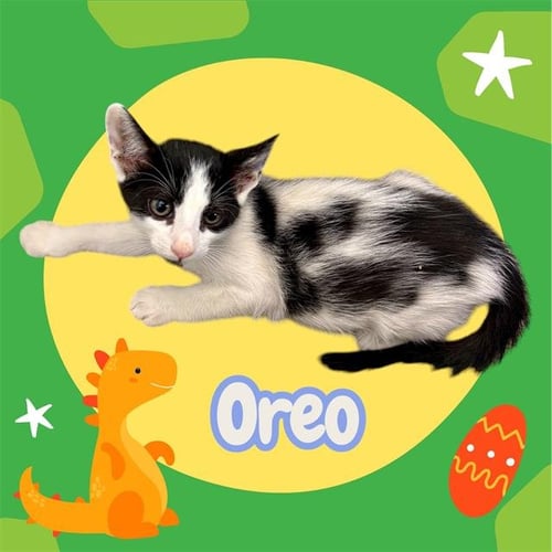 *OREO - Domestic Short Hair for adoption in Visalia