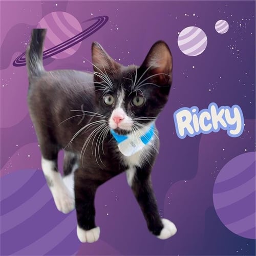 *RICKY - Domestic Short Hair available for adoption