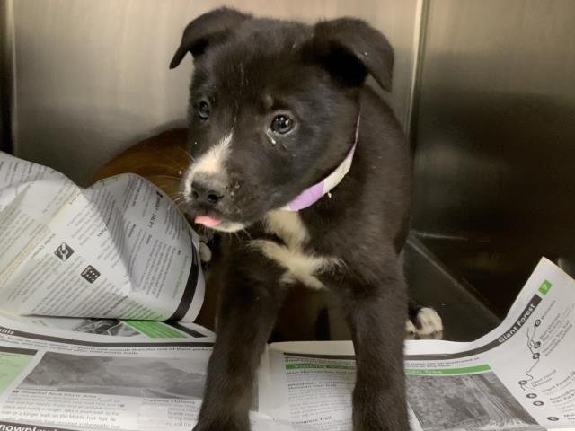 A251663 - Border Collie available for adoption