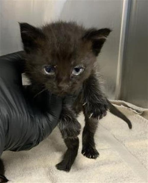 A254425 - Domestic Short Hair available for adoption