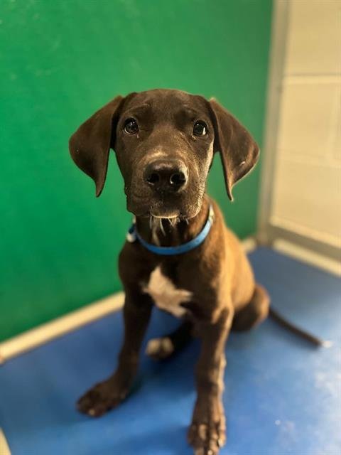*JOE DIMAGGIO - Labrador Retriever available for adoption