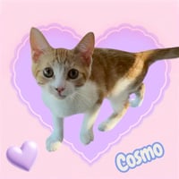 *COSMO - Photo 1