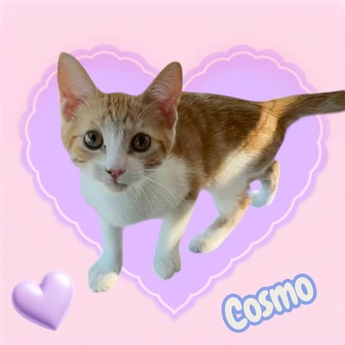 *COSMO - Domestic Short Hair available for adoption