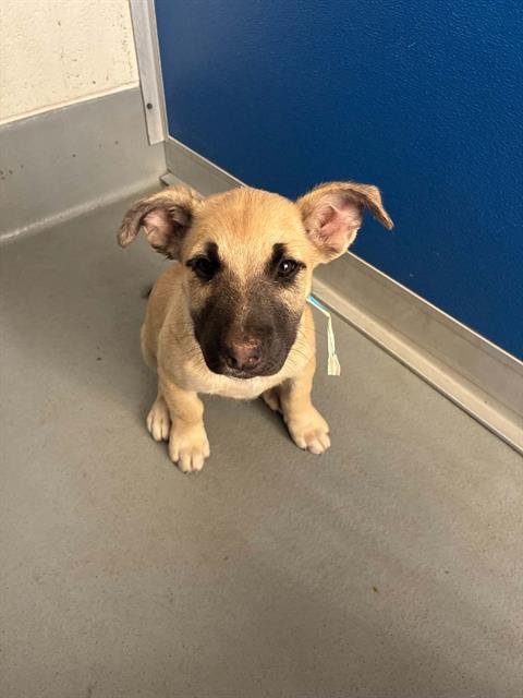 A254835 - German Shepherd Dog available for adoption