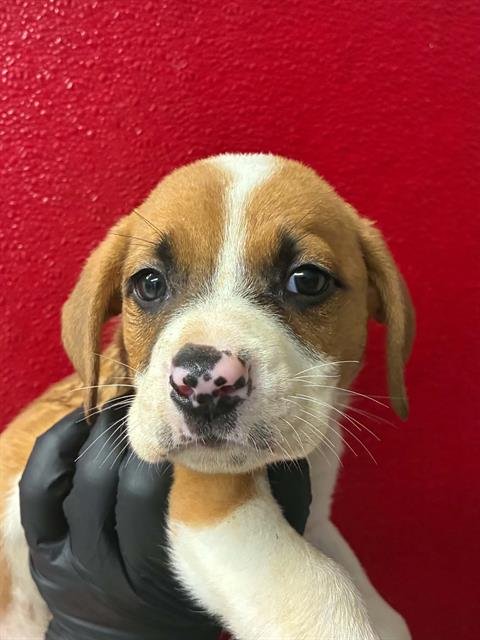 A255386 - Mastiff available for adoption