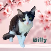 *BILLY - Photo 1