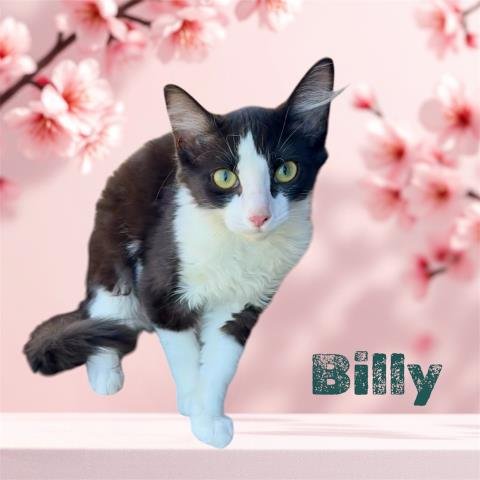 *BILLY - Domestic Short Hair available for adoption