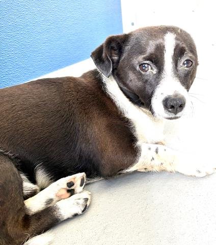 A253673 - Chihuahua available for adoption