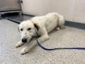 A254736 - Great Pyrenees available for adoption