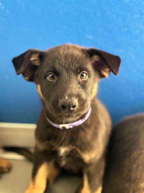A255485 - German Shepherd Dog available for adoption