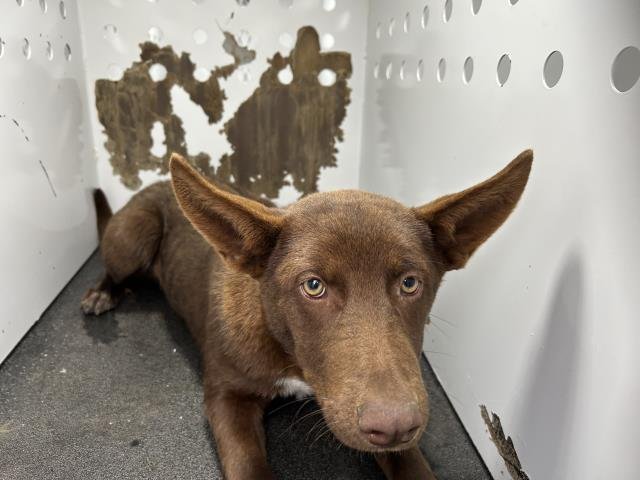 A251519 - Queensland Heeler available for adoption