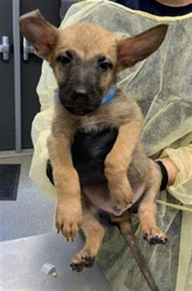 A255535 - German Shepherd Dog available for adoption