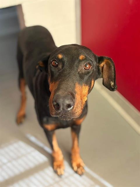 A256043 - Doberman Pinscher available for adoption