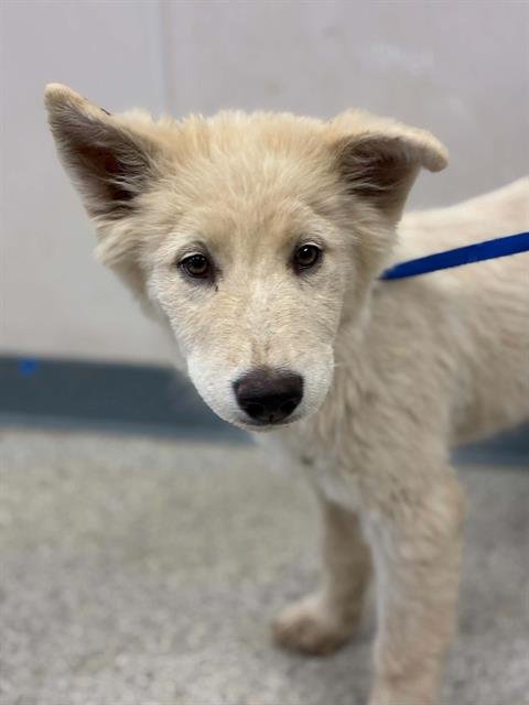 A255439 - Siberian Husky available for adoption