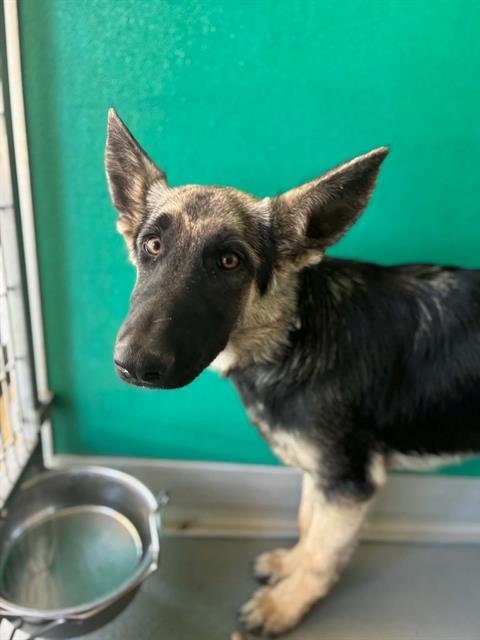 A255556 - German Shepherd Dog available for adoption