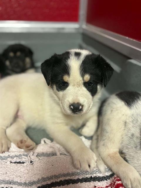 A255354 - Border Collie available for adoption