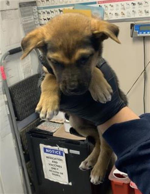 A251779 - German Shepherd Dog available for adoption