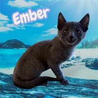 *EMBER - Photo 1