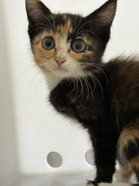 A255149 - Domestic Short Hair available for adoption
