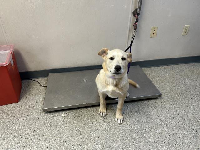 A251808 - Labrador Retriever available for adoption