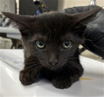 A255033 - Domestic Short Hair available for adoption