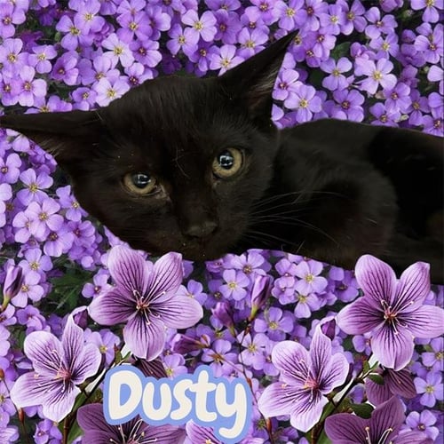*DUSTY - Domestic Short Hair available for adoption