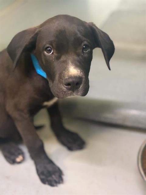 A255435 - Labrador Retriever available for adoption