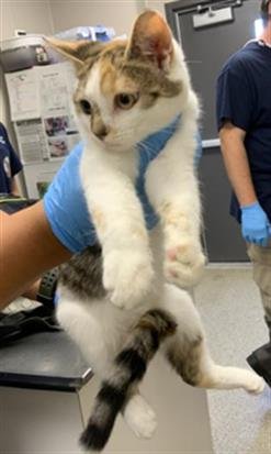 *PHOEBE - Domestic Short Hair available for adoption