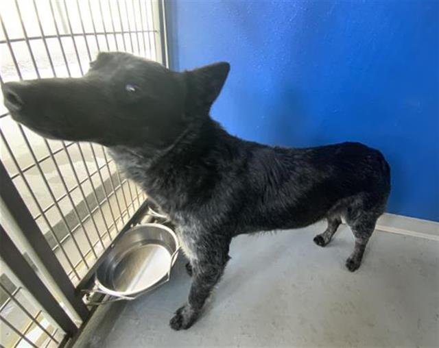 A251794 - Queensland Heeler available for adoption